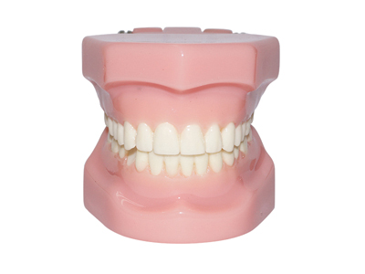 HST-B3 Orthodontic Model