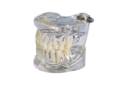 HST-C9 Clear Children Teeth Model