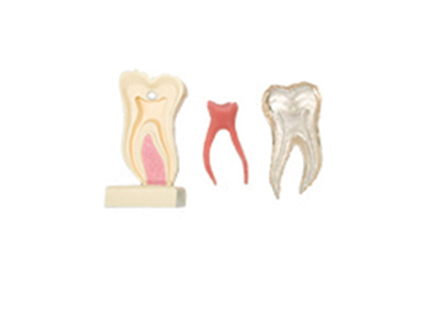 HST-C21 Anatomic Profile Model of Mandibular Molar