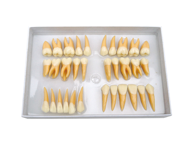 HST-D2 Twice Permanent Teeth Model