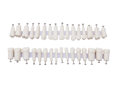 HST-D7 Permanet Teeth with Straight Roots