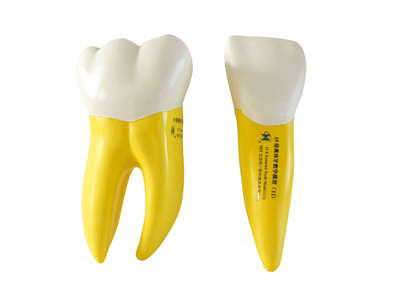 HST-D5 15 times Separated Soft Teeth Model