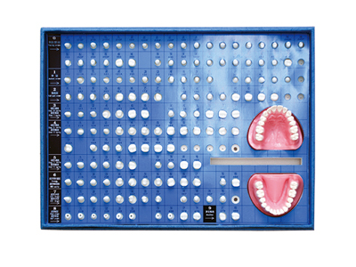 HST-G14 Teeth Preparation Model