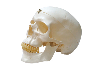 HST-S1 Skull Model 3 Parts