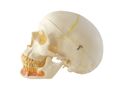 HST-S3 Skull Model with Nerve