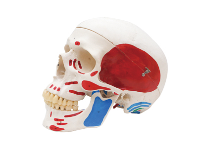 HST-S4 Skull Model with Colored Mark