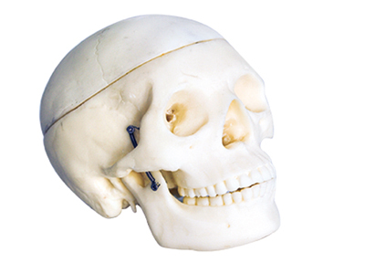 HST-S6 Small Skull Model