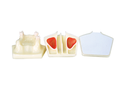 HST-T5 Sinus Lifting Model