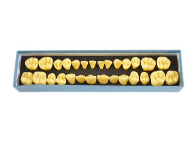 HST-D19 4 Tims Permanent Tooth Model