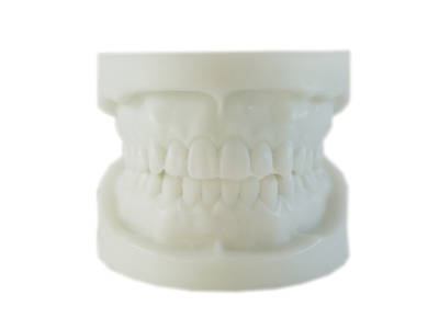 HST-Q3 White Alundum Dentition Model